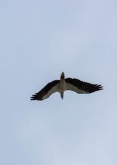 Seagull flying with spread wings and blue sky background