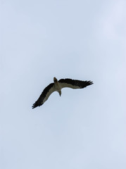 Seagull flying with spread wings and blue sky background