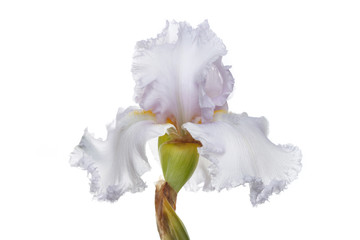 Delicate light lilac iris flower Isolated on a white background.