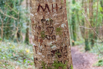Symbols and initials carved in to the trunk of a tree