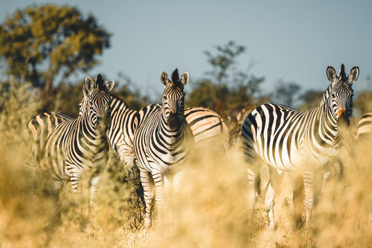 Zebras on the plains in Okavango Delta, Africa