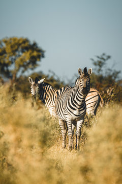 Okavango Delta Zebras