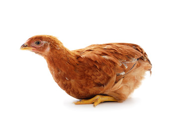 Small brown chicken.