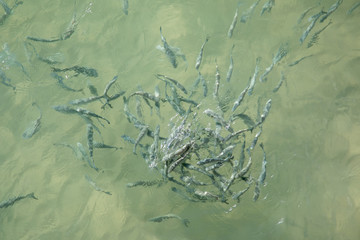 Fishes swimming close to a beach water sea fishing nature scene from above calm surface school of fish
