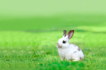 草地に座る子供のウサギ