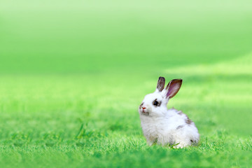 Naklejka premium 草地に座る子供のウサギ