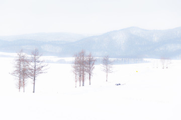 冬美瑛の風景