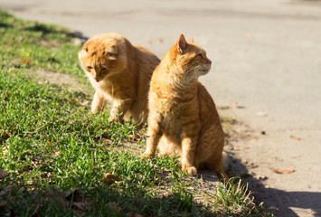 Two red furry cats sitting on green grass in clear weather outdoors, warming in the sun. Homeless beautiful animals