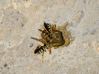 Wasps Polistes drink water