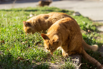 Fototapeta na wymiar Two red furry cats eating in clear weather outdoors, autumn. Homeless beautiful animals