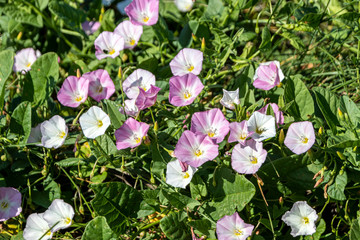 Blooming field bindweed (Convolvulus arvensis L.) in a summer meadow