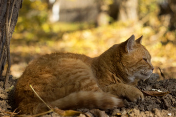Naklejka premium A beautiful ginger street cat lies and rests under a tree in the fall. Homeless animal
