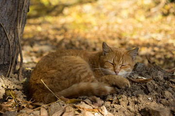 Naklejka premium A beautiful ginger street cat lies and rests under a tree in the fall. Homeless animal