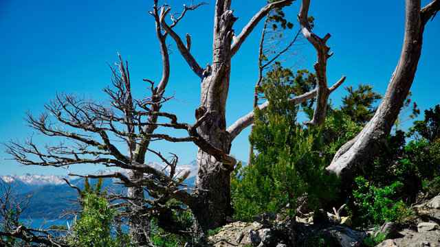 Dried tree on Camapanario Hill, San Carlos de Bariloche, Rio Negro, Argentina. Andes Mountains in the back.