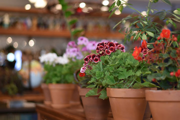 Blooming geranium in the pot on blurred background