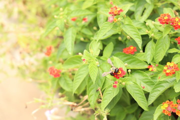 Obraz na płótnie Canvas flower bug plant