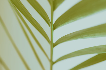 Palm leaf on a light  background. Summer concept.
