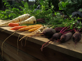 Frisches Wurzelgem&uuml;se