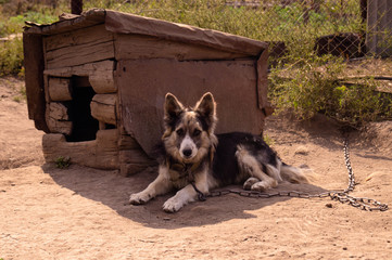  Watchdog. Dog on a chain and in a booth. Doghouse. Animals in the countryside.