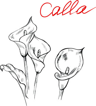 hand drawn vector illustration of flowers , calla , sketch and lettering . Concept for cards, print, logo, design elements