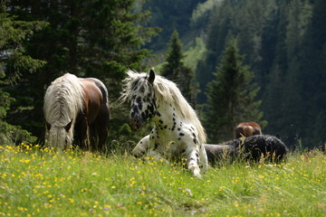 sitzendes Pferd. Getupftes Pferd auf der Wiese steht gerade auf