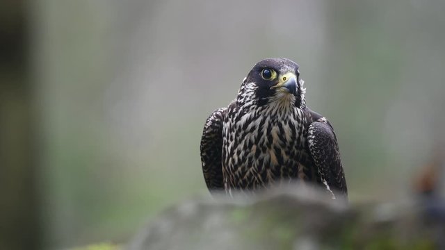 Peregrine falcon in the forest
