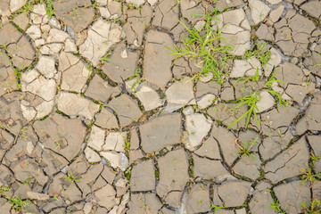 Grass among cracked dry earth