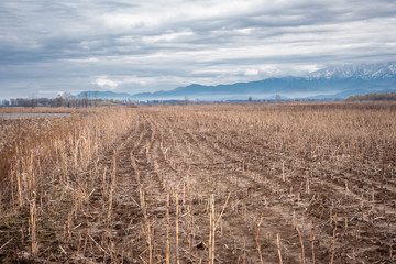 Field with stubble and dry grass on a background of mountains and clouds