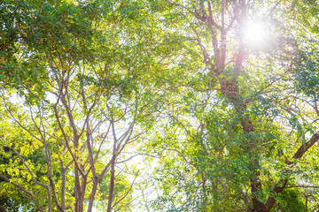 Green trees and leaves in the garden in the morning. Looks and feels fresh and lively. Big trees in the forest at rural , Thailand.