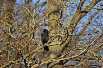 Aaskrähe (Corvus corone) im Baum