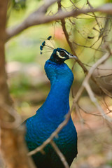 Amazing Peacock, Beautiful Colorful Bird Feather, Abstract Natural Background Beauty Of Wild Animal.