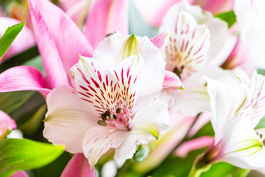 Bouquet of white alstromeries and pink lilies close-up, floral spring background.