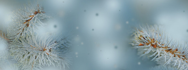 Banner Hintergrund Winter Blautannenzweige im Schneegestöber