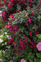 Bush of bright pink flowering fuchsia