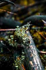 Macro close up of mountain forest plants in a mystic nature. Eckertalsperre, Forest Harz Mountains, National Park Harz in Germany