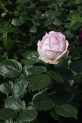 pink delicate rose in park path flooded with sun