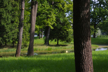 the sun's rays between the slender trunks of trees in spring park