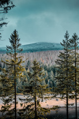 Low winter light in the mountain forest with shadows and mystic atmosphere. Exploring and hiking in the nature. Eckertalsperre, Forest Harz Mountains, National Park Harz in Germany