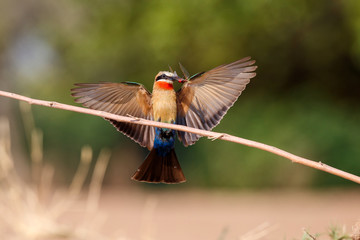 White fronted Bee eater with insects as a prey on a branch above the nest holes in the riverbed of the Zambezi in Mana Pools National Park in Zimbabwe 