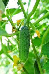 Cucumbers in a garden in the village on a sunny summer day. Young plant cucumber with yellow flowers. Juicy fresh cucumber close-up macro on a background of leaves