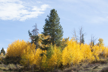Fototapeta premium Fall Birch leaves with an evergreen tree