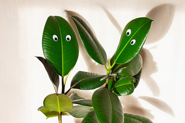 Two indoor ficus elastic plant on a background of a light wall. Googly eyes on the leaves. Shadows on the wall.