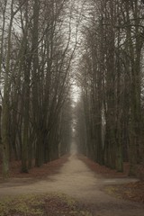 park fog autumn dull greyness