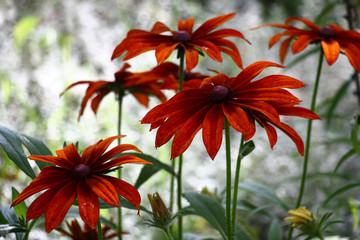 Large rudbeckia flowers in claret tones on a light gray background.