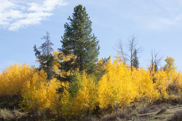 Birch trees with an evergreen in the fall