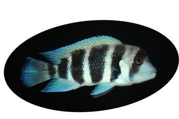 Blue striped glowing aquarium fish on a black background.