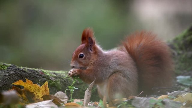 Red squirrel in the forest on the ground