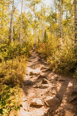 Aspen Path