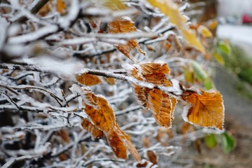 Leaves covered with hoarfrost	