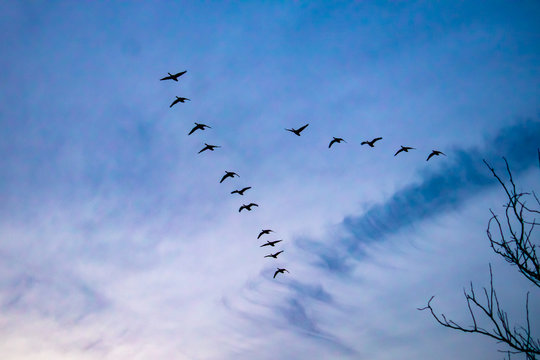 Migrating Canada Geese Cross the Sky in a 'V'